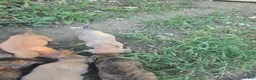 Cane Corso dogs for sale: Cane Corso 6 - Ad 2