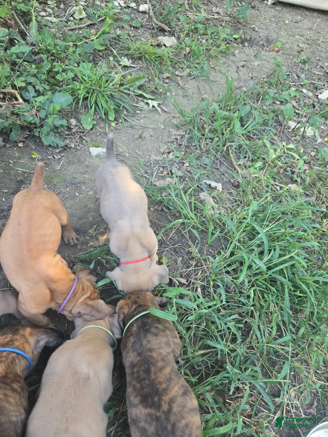 Cane Corso dogs for sale: Cane Corso 6 - Ad 2