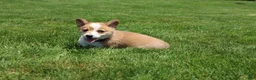 Welsh Corgi Pembroke dogs for sale: Ace - Ad 9