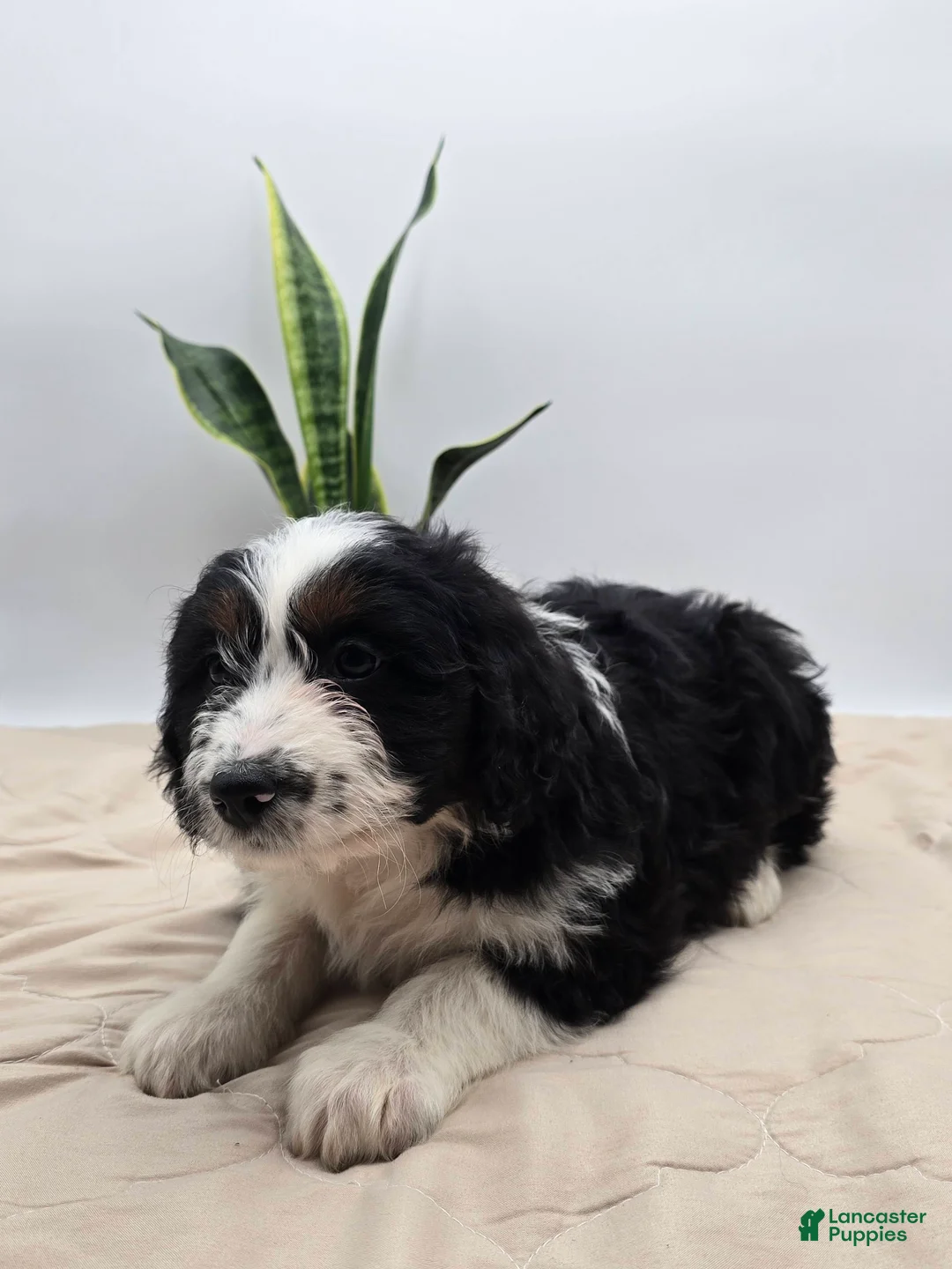 Aussiedoodle dogs for sale: Dottie - Ad 3