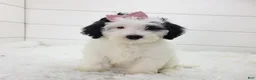 Portuguese Water Dog dogs for sale: Mikaela - Ad 3
