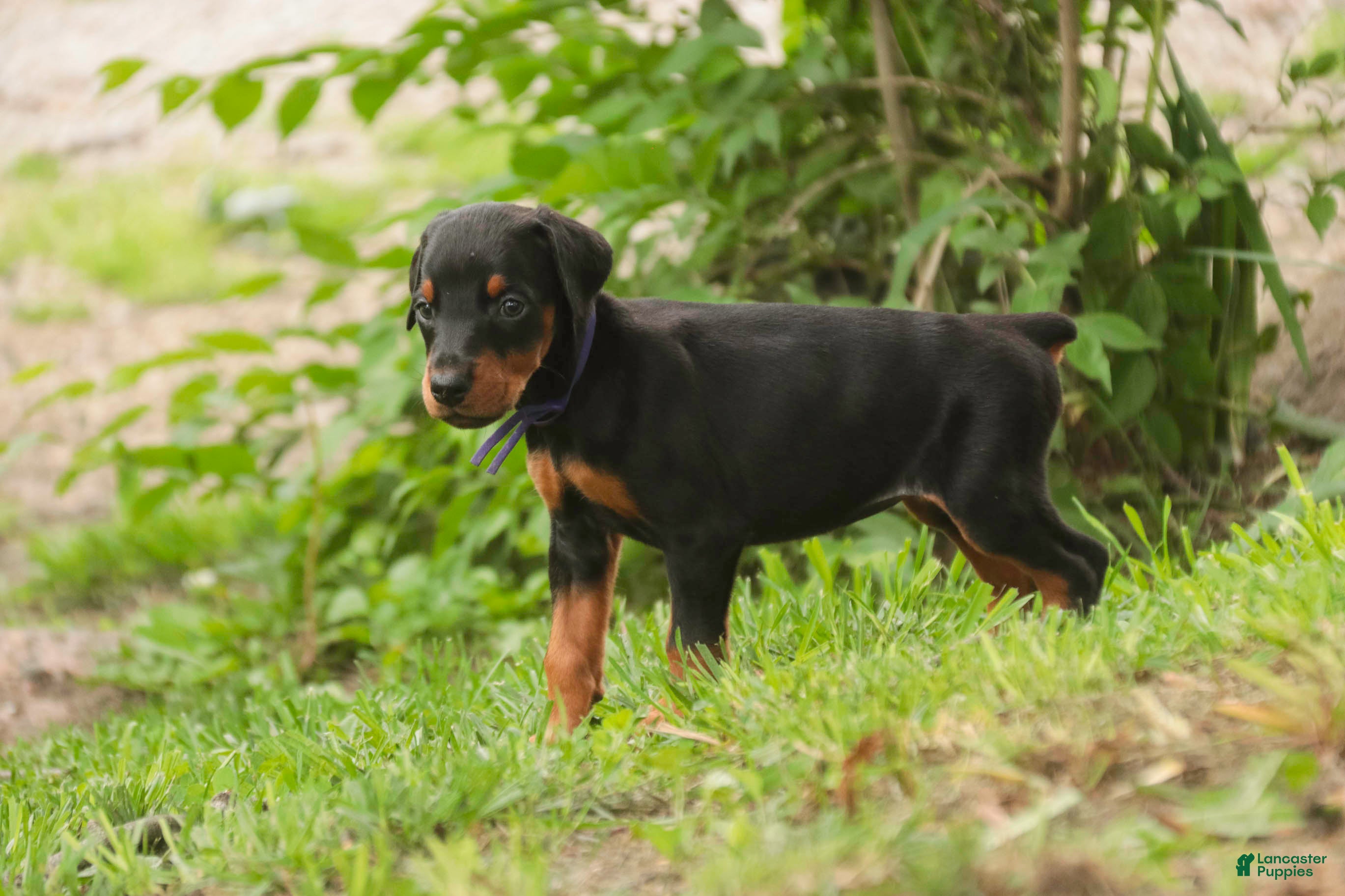Doberman Pinscher dogs for sale: Elowen - Ad 4
