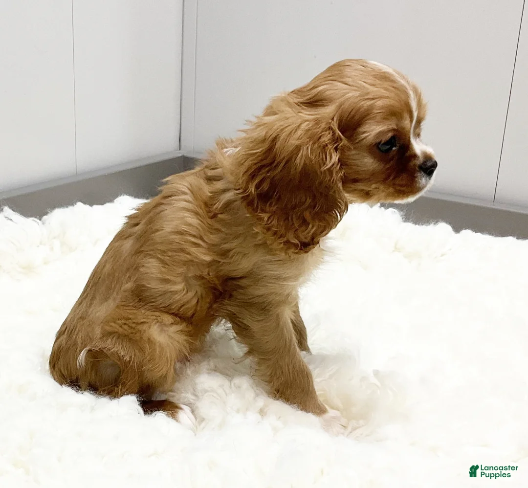 Cavalier King Charles Spaniel dogs for sale: Milo - Genetic Clear - Ad 3