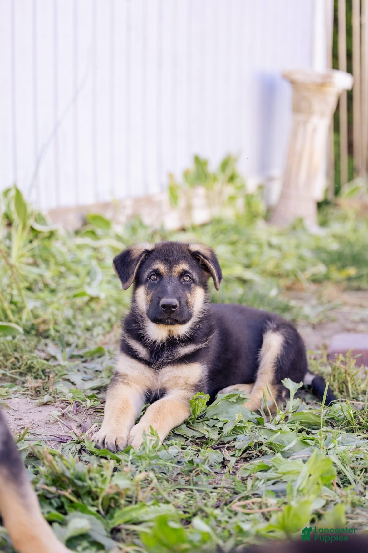 German Shepherd dogs Conan - Ad 2