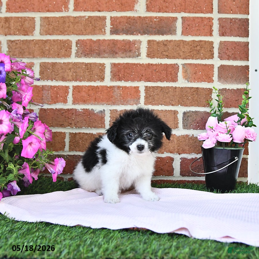 Maltipoo dogs Stella - Ad 2