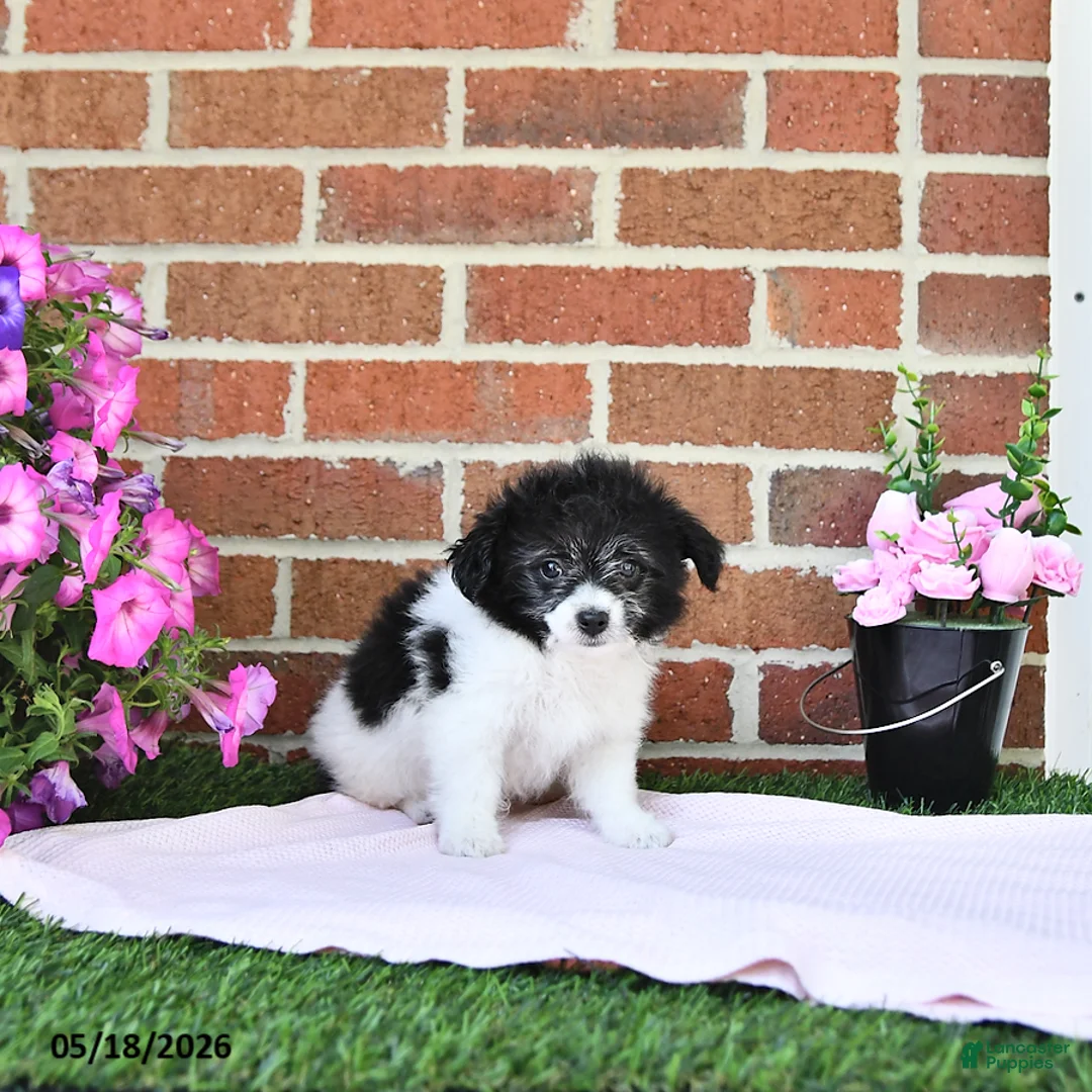 Maltipoo dogs for sale: Stella - Ad 2