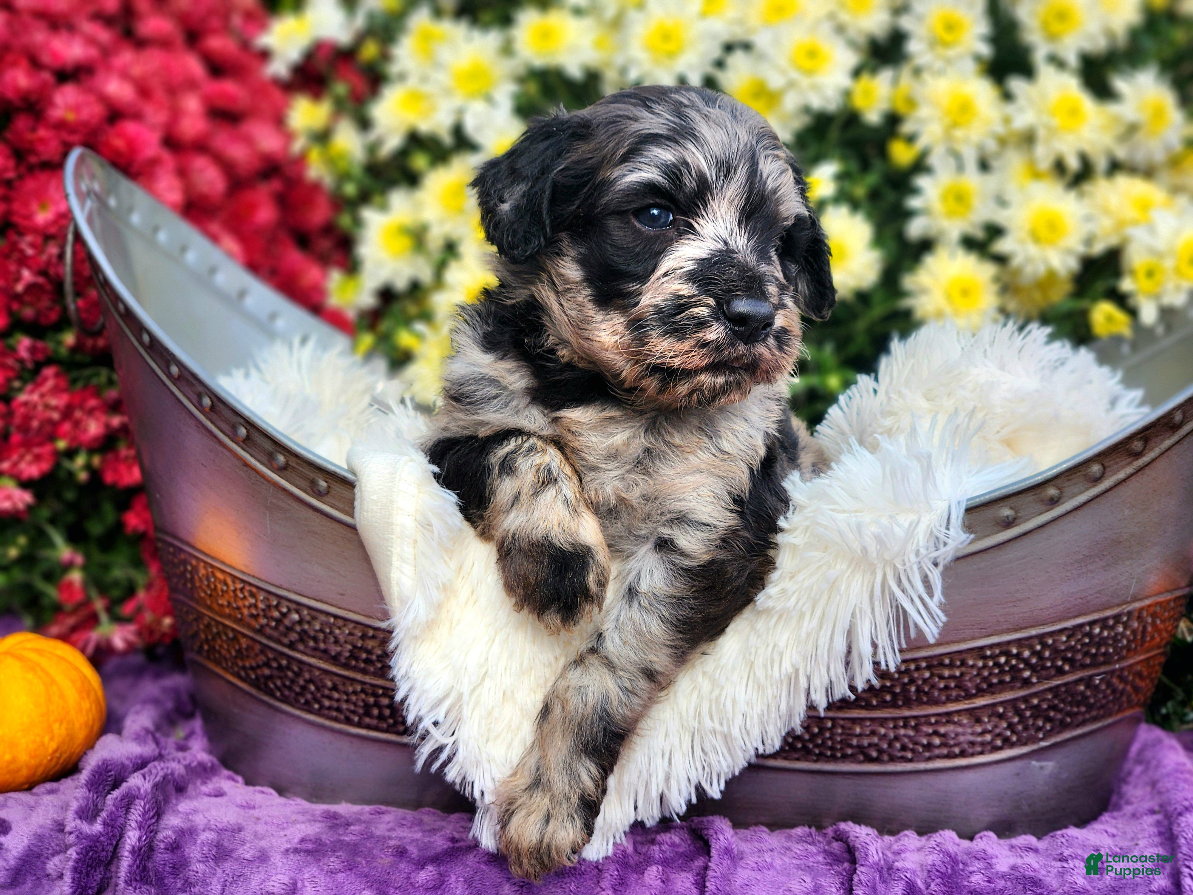 Goldendoodle dogs Springer - Ad 2