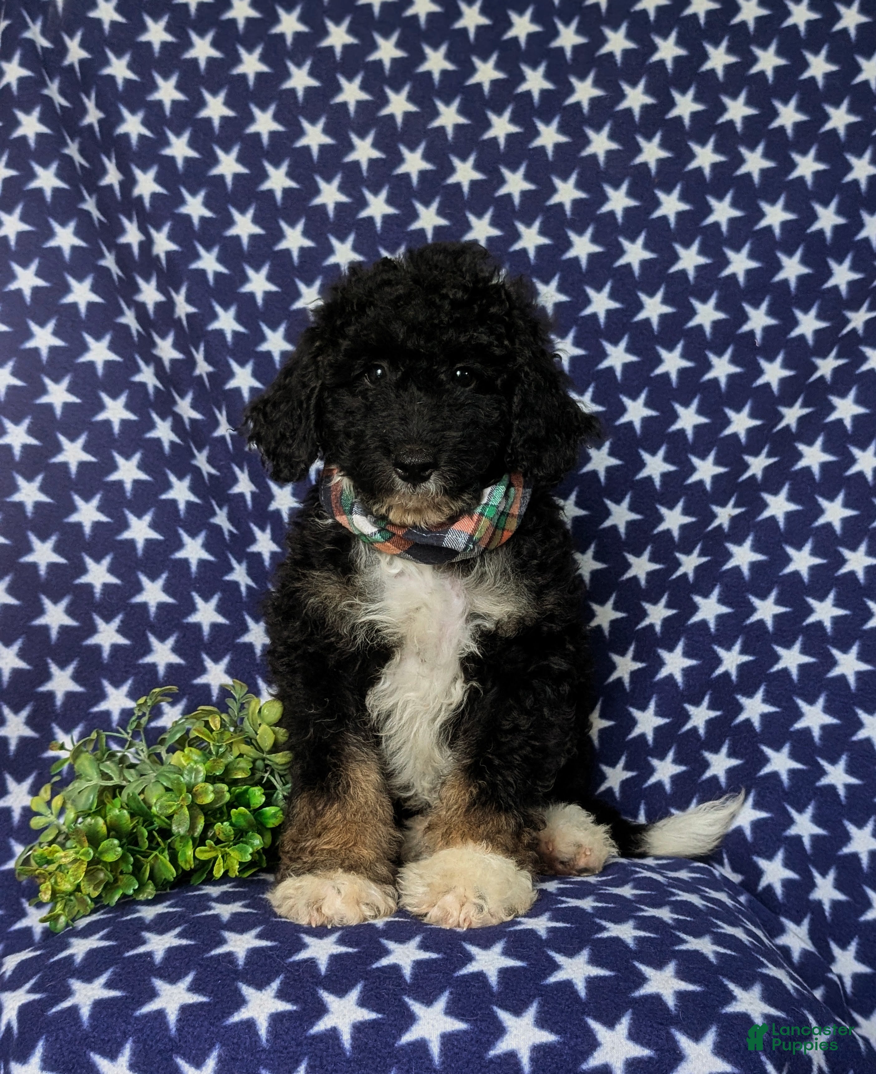 Mini Bernedoodle dogs Quincey Hypoallergenic - Ad 2