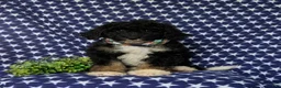 Mini Bernedoodle dogs for sale: Quincey Hypoallergenic - Ad 2