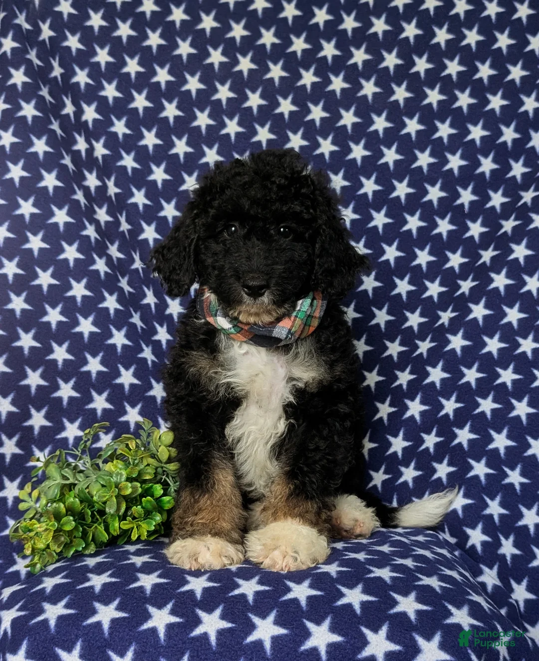 Mini Bernedoodle dogs for sale: Quincey Hypoallergenic - Ad 2