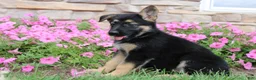 German Shepherd dogs for sale: Harper - Ad 2