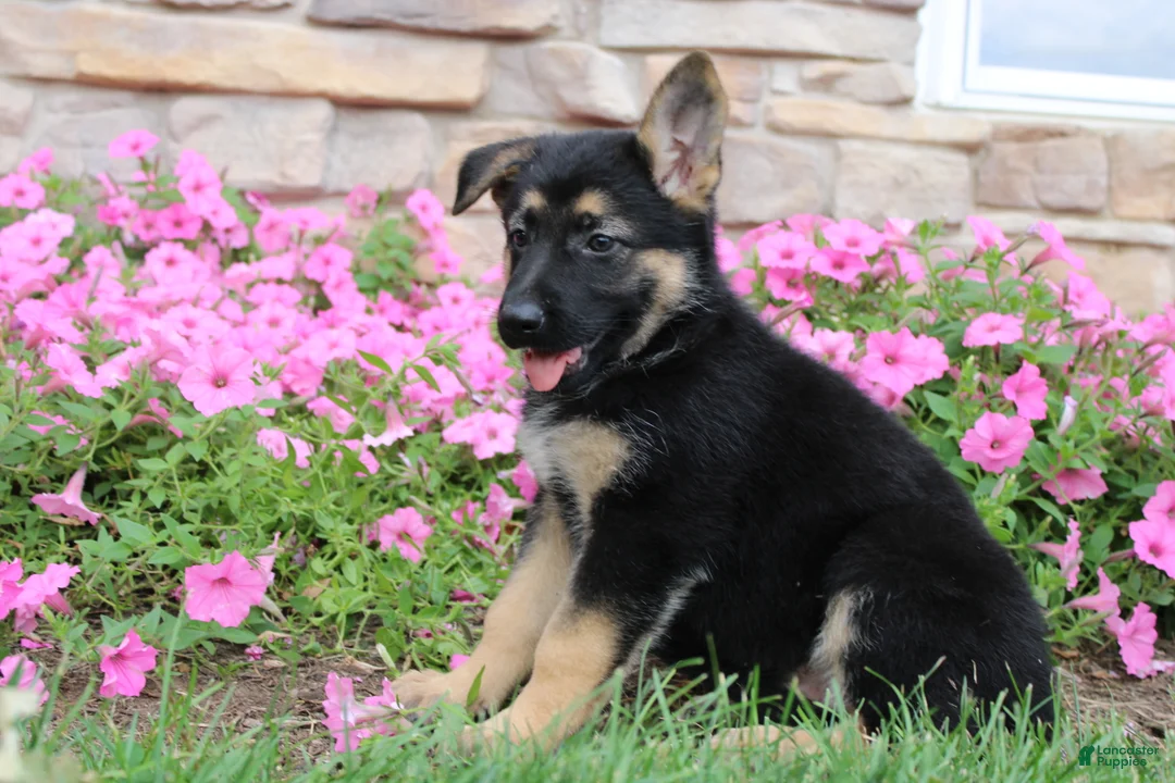 German Shepherd dogs for sale: Harper - Ad 2
