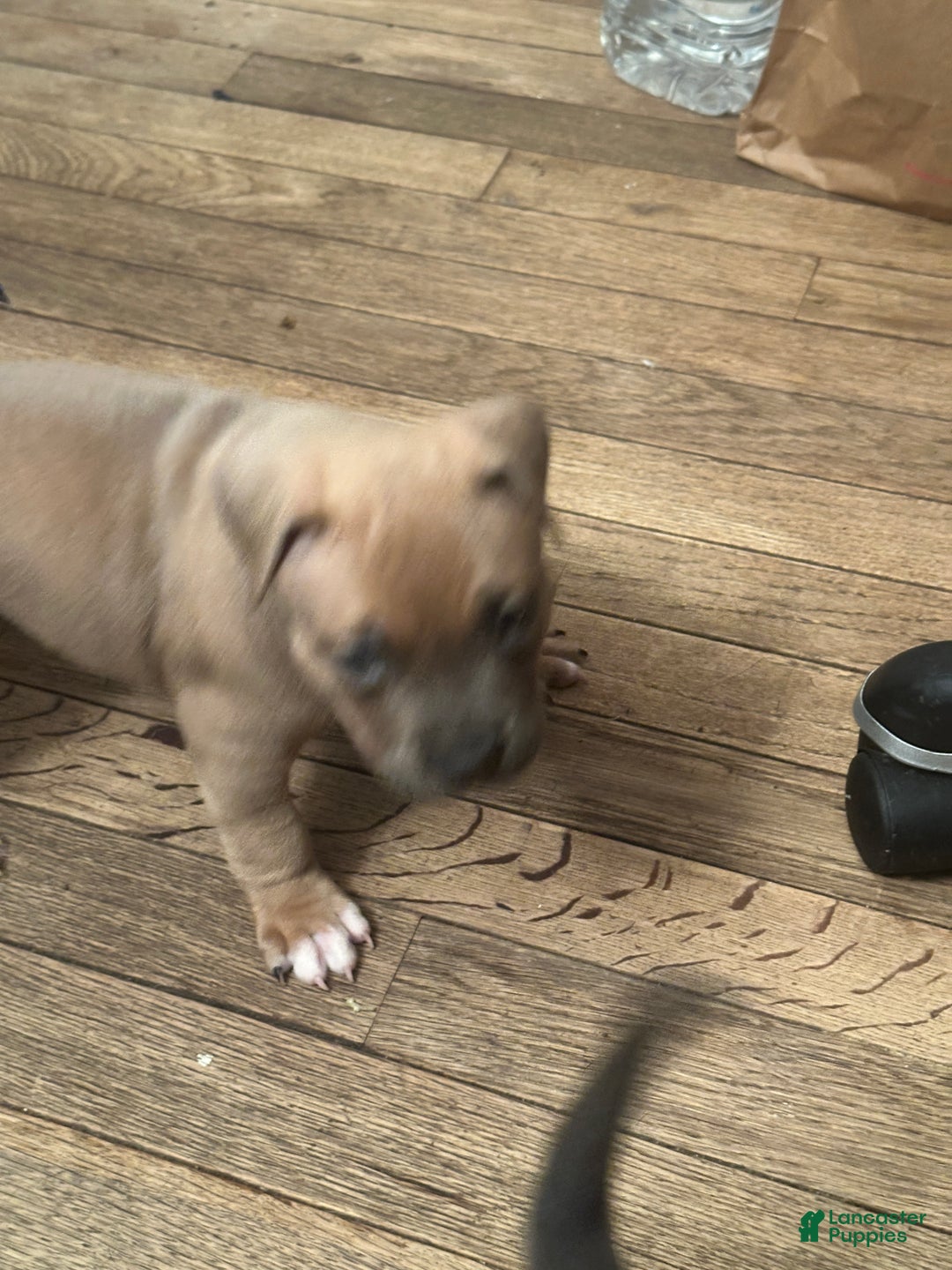 American Bully dogs for sale: Cali - Ad 2
