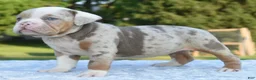 Mixed Breed dogs for sale: Maggie mini hybrid bulldog  - Ad 25