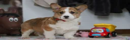 Welsh Corgi Pembroke dogs for sale: Jack - Ad 10