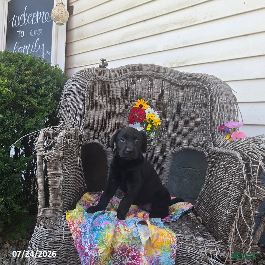 Labrador Retriever dogs Kate - Ad 1
