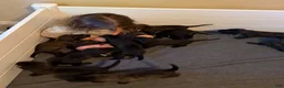 Mixed Breed dogs for sale: Ravioli - Ad 7