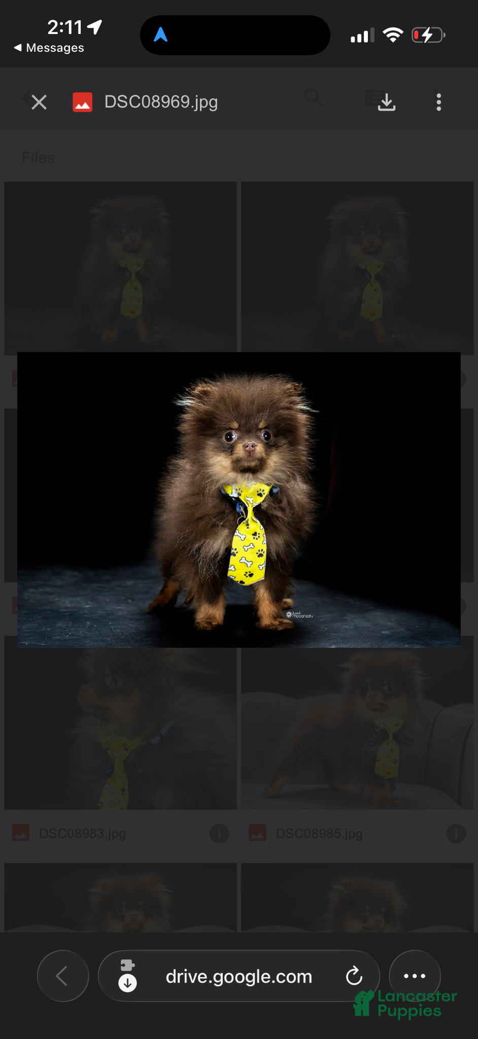 Pomeranian dogs MICRO TEACUP SCAR - Ad 2