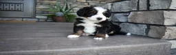 Mini Bernedoodle dogs for sale: Cruz - Ad 3