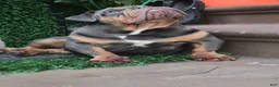English Bulldog dogs for sale: BLUE - Ad 4