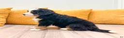 Bernese Mountain Dog dogs for sale: Colt - Ad 5