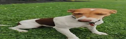 Jack Russell Terrier dogs for sale: Alec - Ad 6
