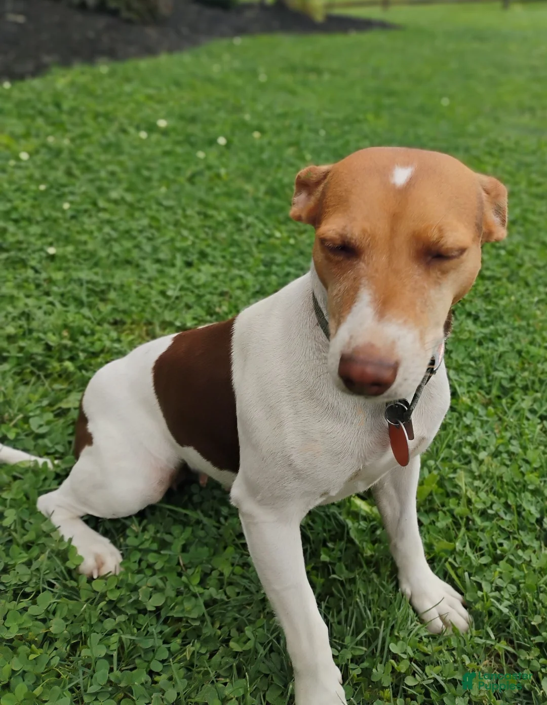 Jack Russell Terrier dogs for sale: Alec - Ad 6
