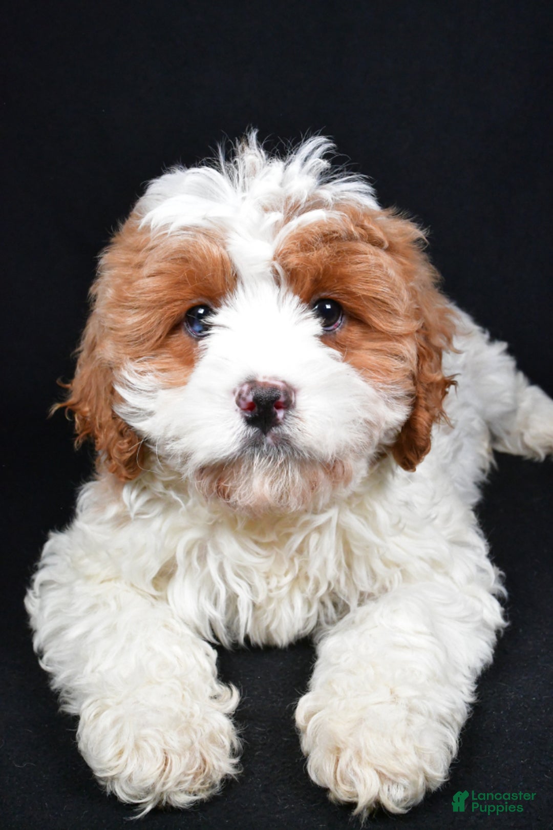 Cavapoo dogs for sale: Cavapoo Puppy 1 - Ad 5