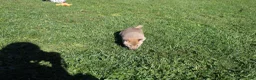 Shiba Inu dogs for sale: Mittens - Ad 5