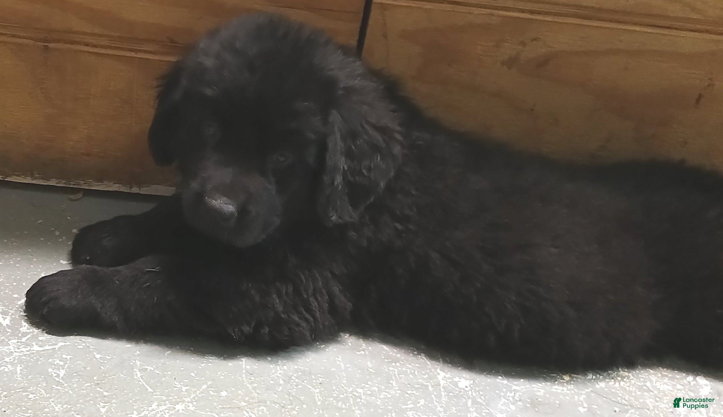 Newfoundland dogs Nala - Ad 1