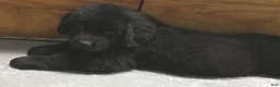 Newfoundland dogs for sale: Nala - Ad 1