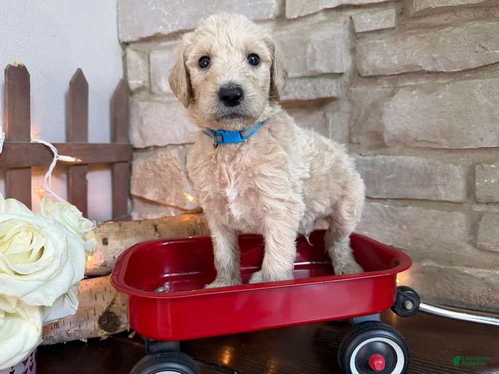 Labradoodle dogs Salty (Boy) - Ad 2