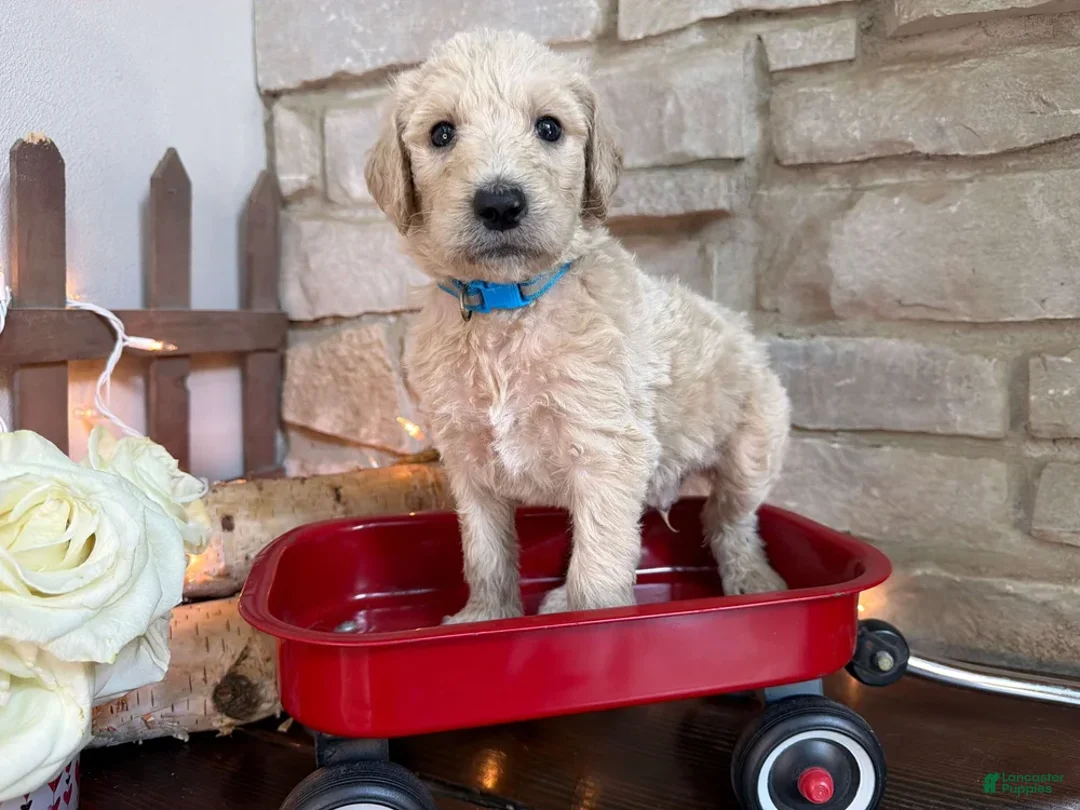 Labradoodle dogs for sale: Salty (Boy) - Ad 2