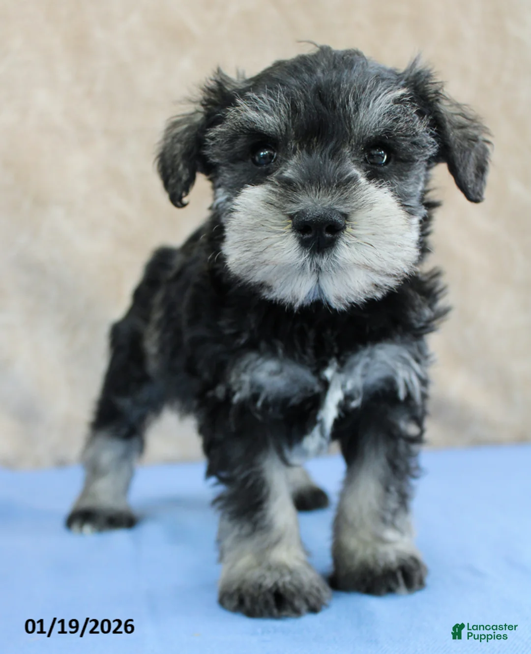 Miniature Schnauzer dogs for sale: Quill - Ad 5