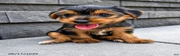 Yorkshire Terrier dogs for sale: Lucky - Ad 3
