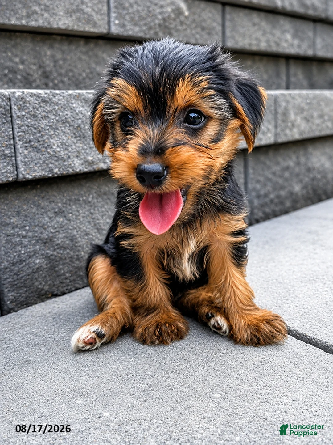 Yorkshire Terrier dogs for sale: Lucky - Ad 3