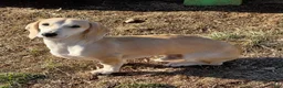 Dachshund dogs for sale: Bailey - Ad 3