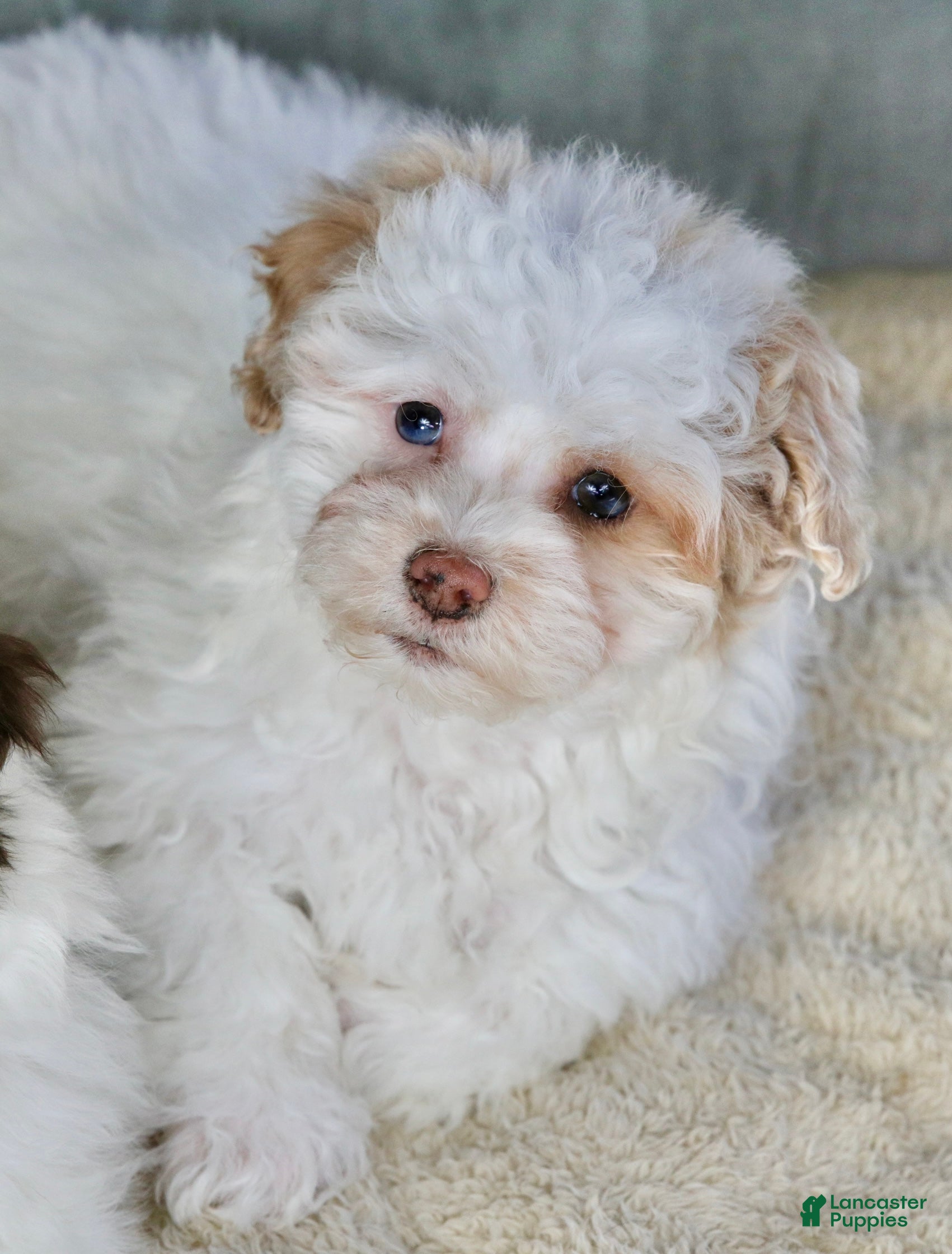 Shihpoo dogs Charlee - Ad 7