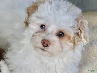 Shihpoo dogs Charlee - Ad 7