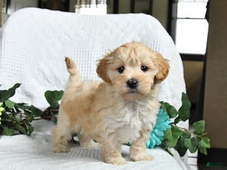 Maltipoo dogs - Ad 39