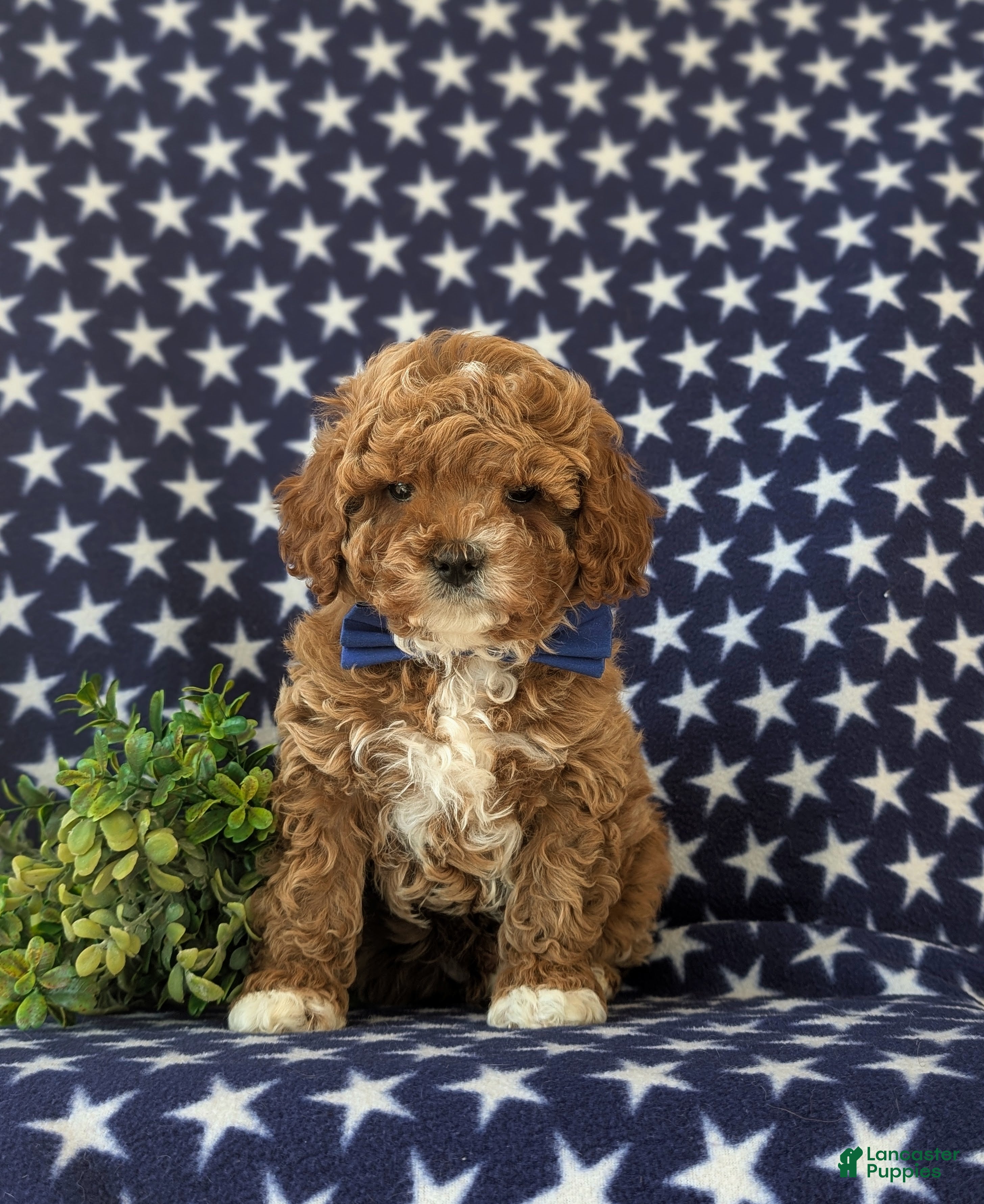 Cavapoo dogs Kai Hypoallergenic - Ad 2