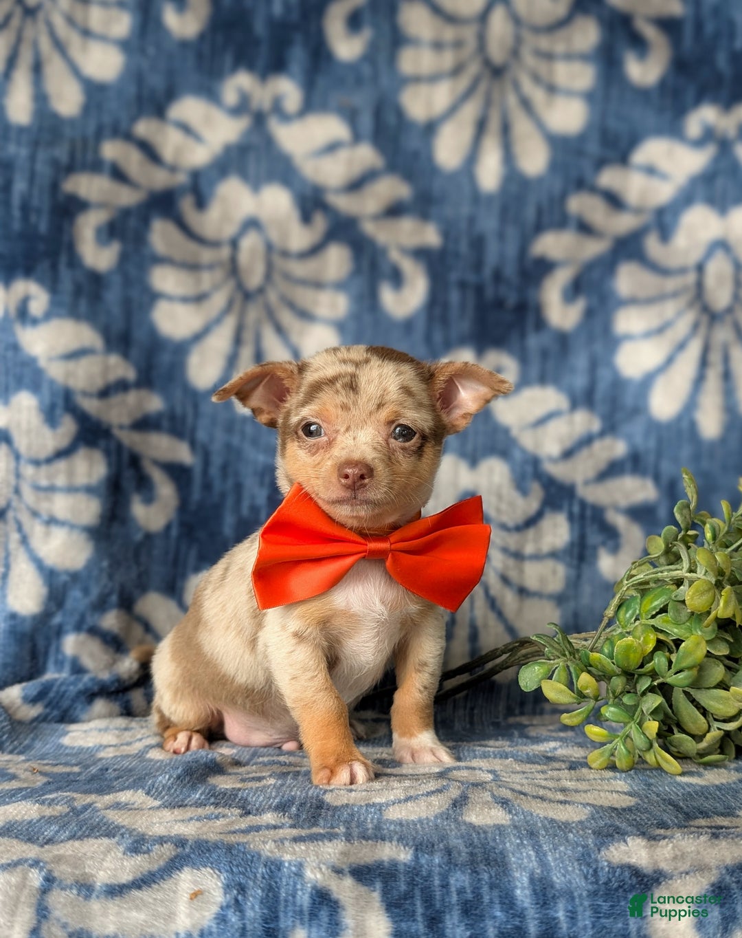 Chihuahua dogs for sale: Roscoe 6 lbs Full Grown - Ad 3