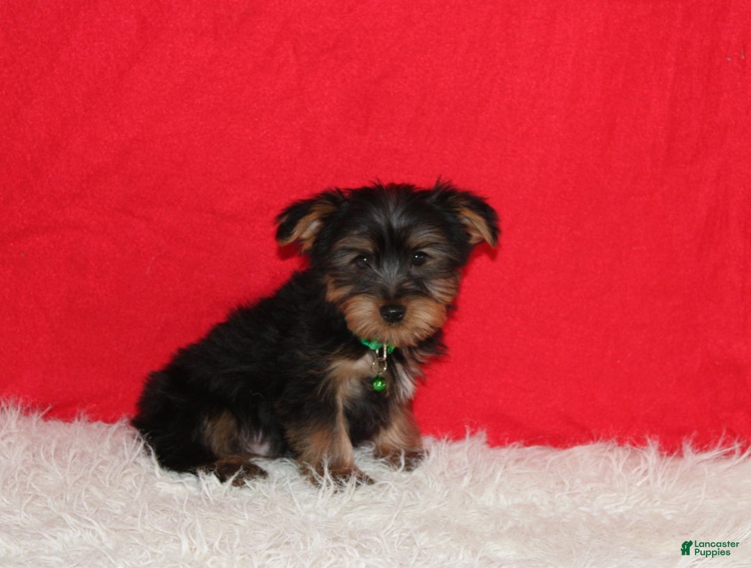 Yorkshire Terrier dogs for sale: Dustin - Ad 6