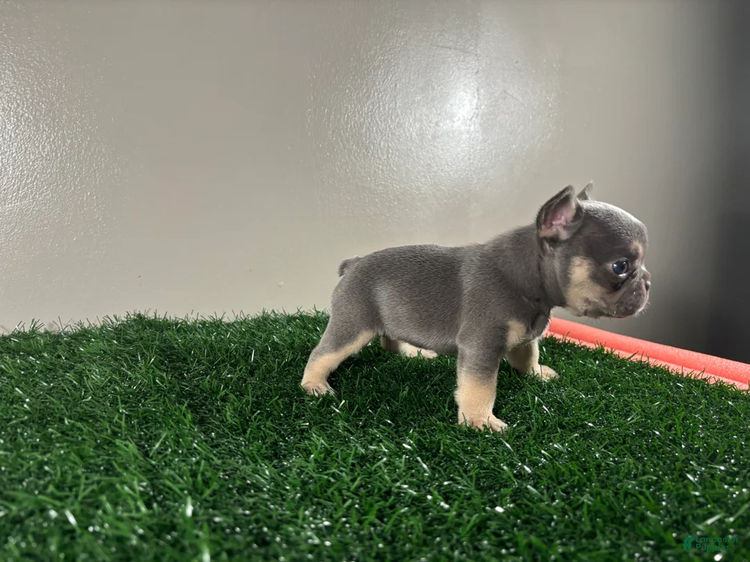 French Bulldog dogs for sale: Lola - Ad 3