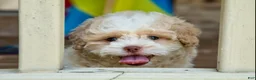 Shihpoo dogs for sale: Sullivan - Ad 12