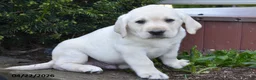 Labrador Retriever dogs for sale: Wrangler - Ad 2