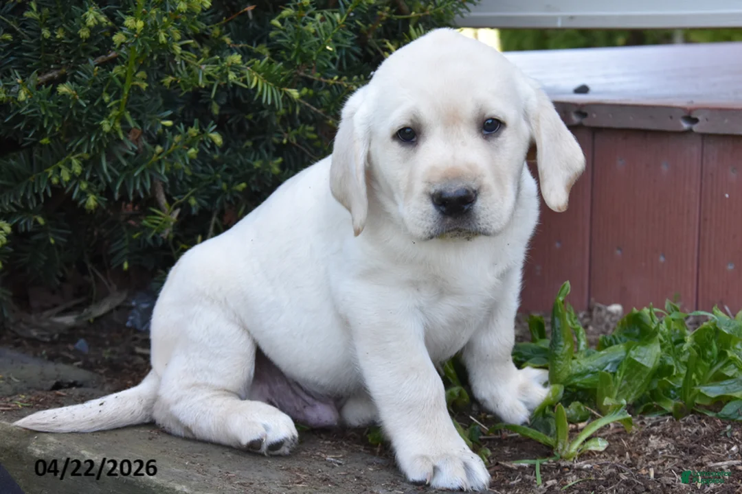 Labrador Retriever dogs for sale: Wrangler - Ad 2