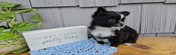 Chihuahua dogs for sale: Milo - Ad 5