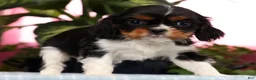 Cavalier King Charles Spaniel dogs for sale: Polly - Ad 4