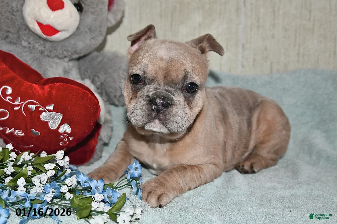 French Bulldog dogs for sale: Gingerbread - Ad 5